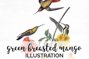 Download Green Breasted Mango Hummingbird - Mango Collection